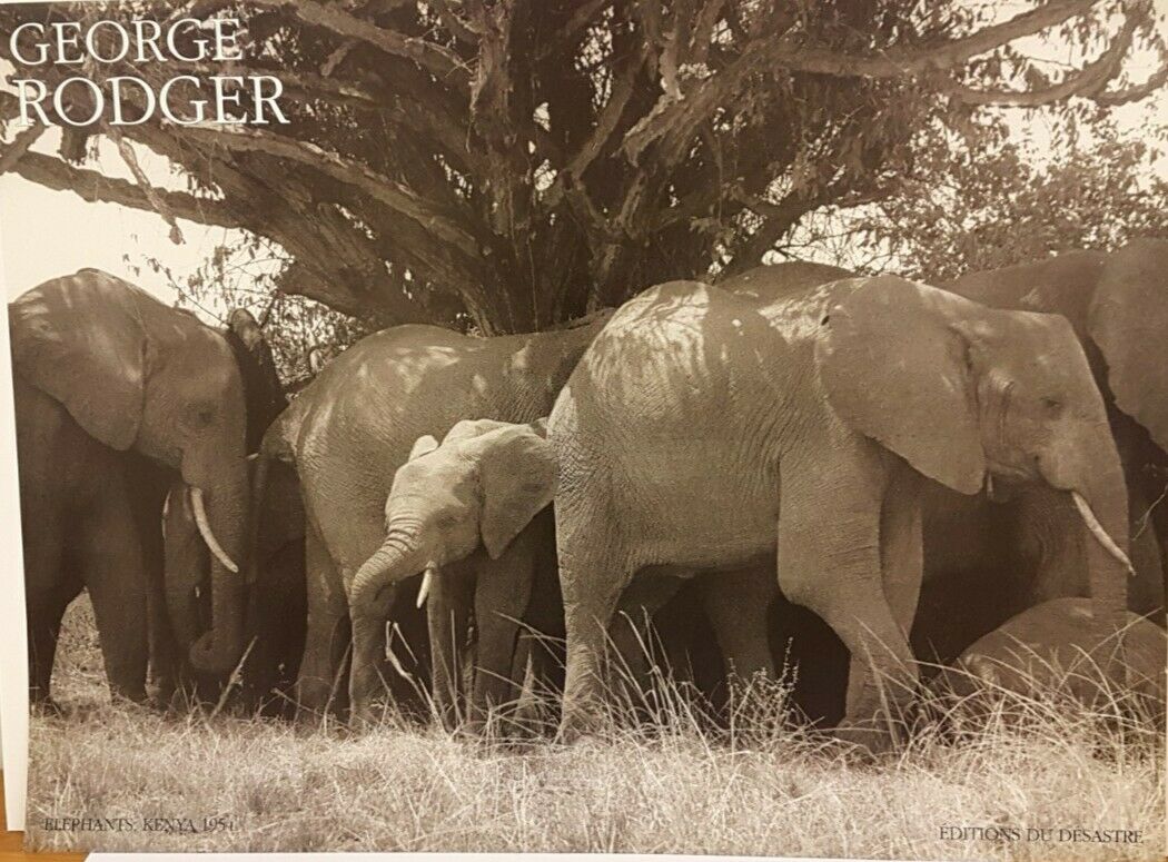 Elephants, Kenya 1954 by George Rodger (Art Photography, 80cm x 60cm)