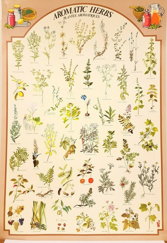 Art Prints: Aromatic Herbs Plantes Aromatiques (68cm x 98cm)