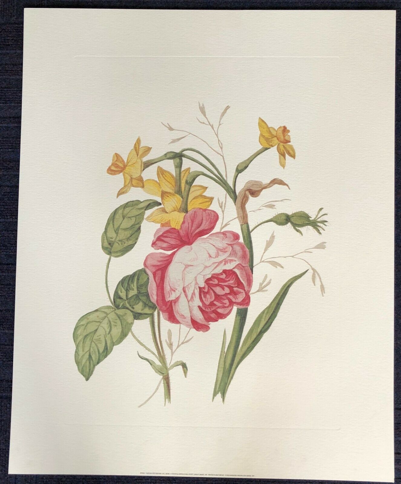 Narcissus by L. Meyer (Colour Art Print, Floral, 49cm x 65cm)