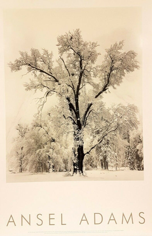 Oak Tree Snowstorm-Yosemite National Park, California by Ansel Adams (61 x 91.5)