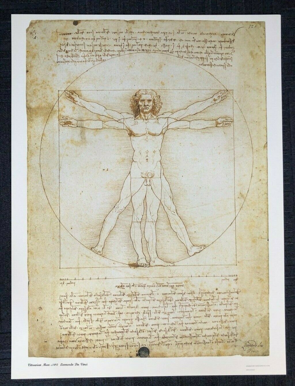 Vitruvian Man by Leonardo Da Vinci (60cm x 80cm)