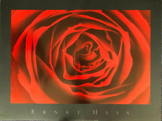 Red Rose by Ernst Haas (80cm x 60cm)