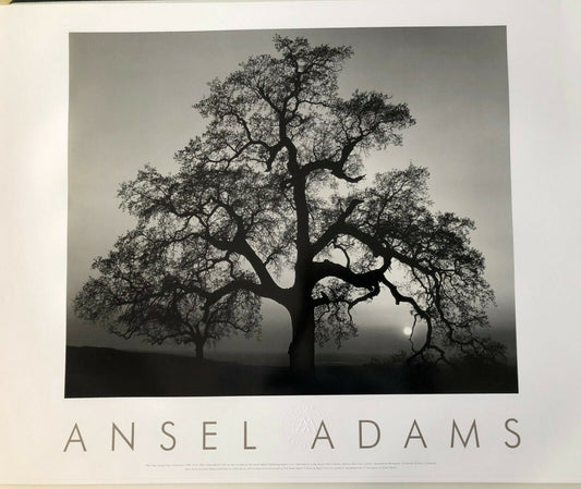 Oak Tree, Sunset City, California, 1962 by Ansel Adams (76cm x 61cm)