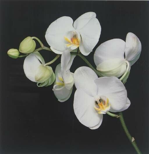 Orchids, 1989 by Robert Mapplethorpe (68.5cm x 70.5cm)