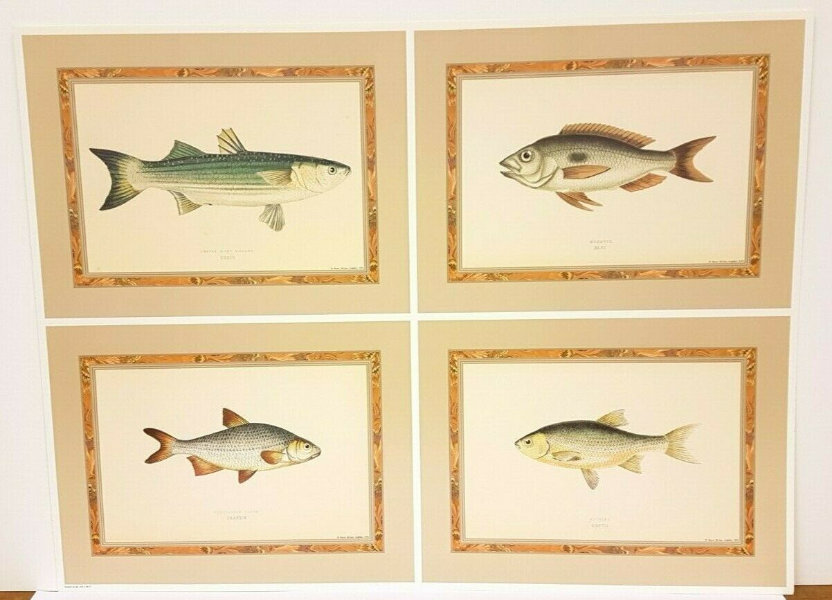 Rare Print: Untitled (Four Fishes), 1992 by Bruce McGaw Graphics (63cm x 47.5cm)