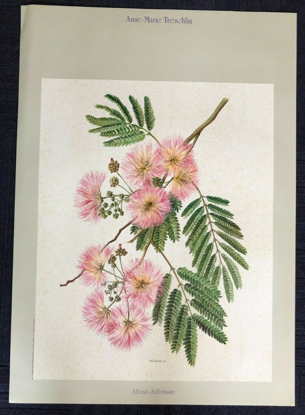 Albizia Julibrissin by Anne-Marie Treschlin (61.5cm x 86.5cm)