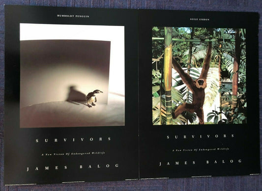 Survivors Photography Set: Humboldt Penguin & Agile Gibbon by James Balog