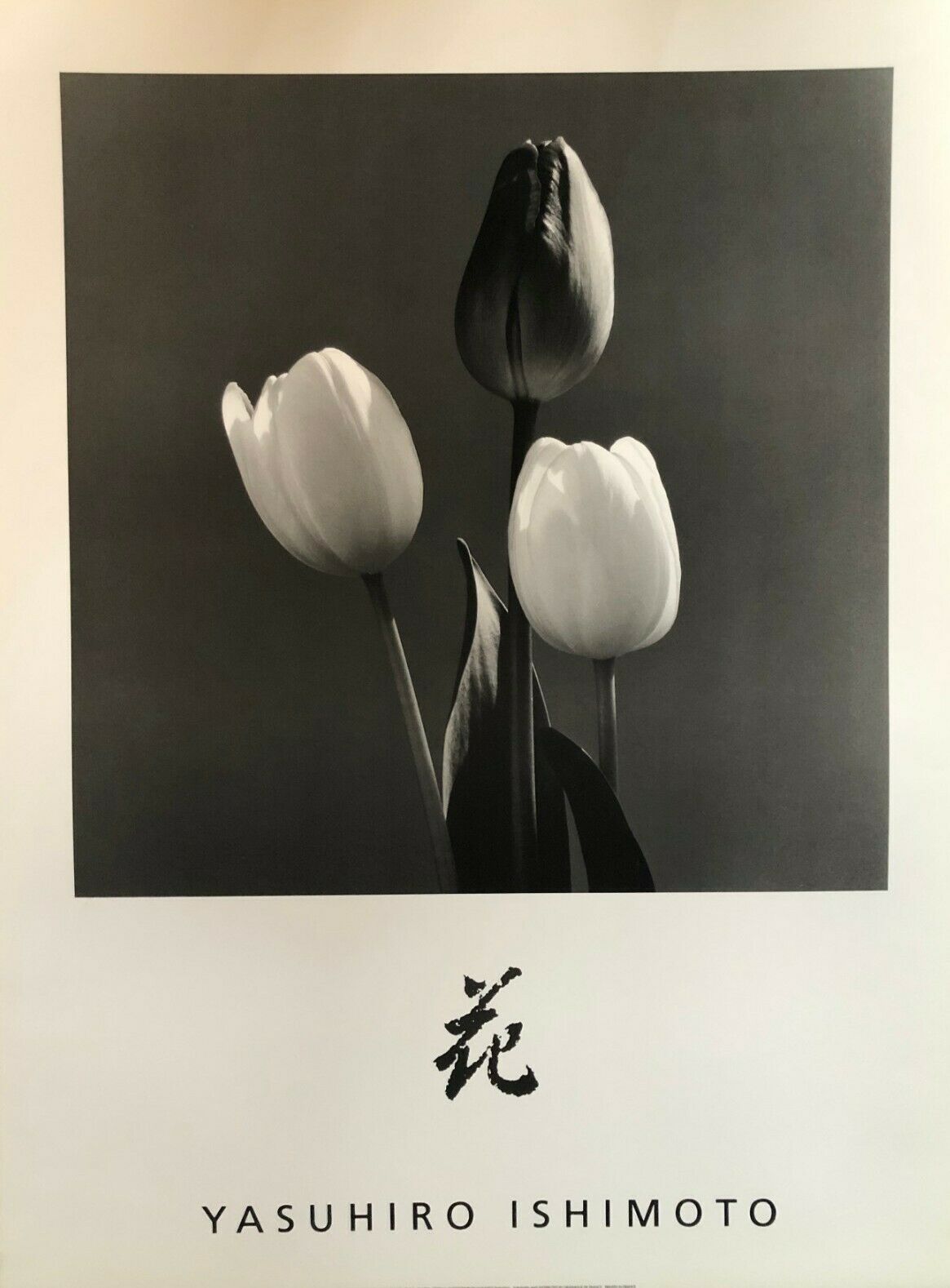 Tulips by Yasuhiro Ishimoto (60cm x 80cm, Black & White Art Photography)