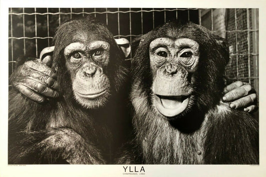 Chimpanzees c.1950 by Ylla (76cm x 51cm, Black & White Art Photography)