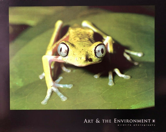 Maki Frog by Konrad Wothe (Colour Photography, 71cm x 56cm)