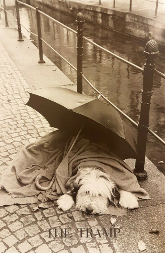 The Tramp by Dieter Weidlich (60cm x 90cm, Black & White Photography)